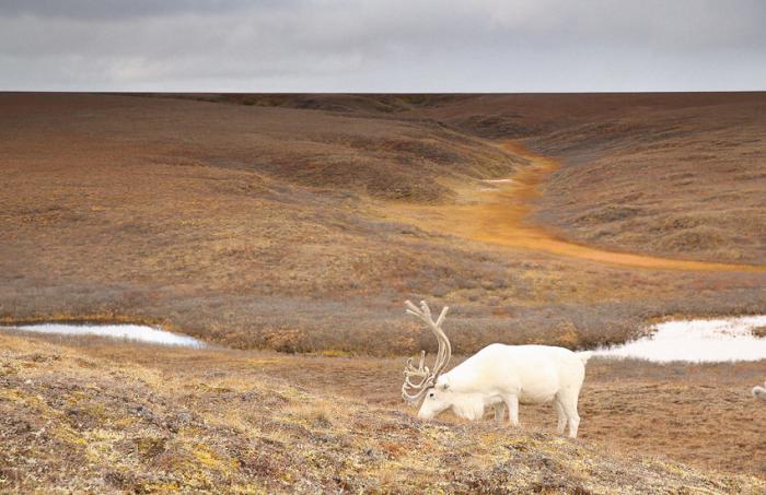 Фото предоставлено компанией «Норильский никель»