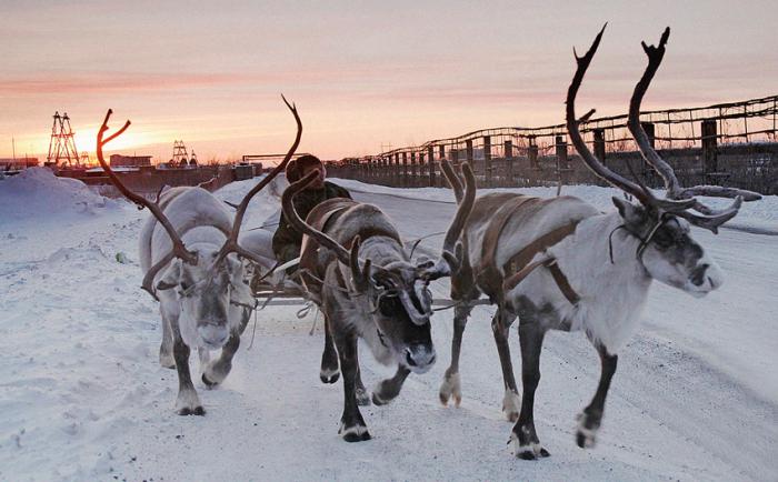 Фото предоставлено компанией «Норильский никель»