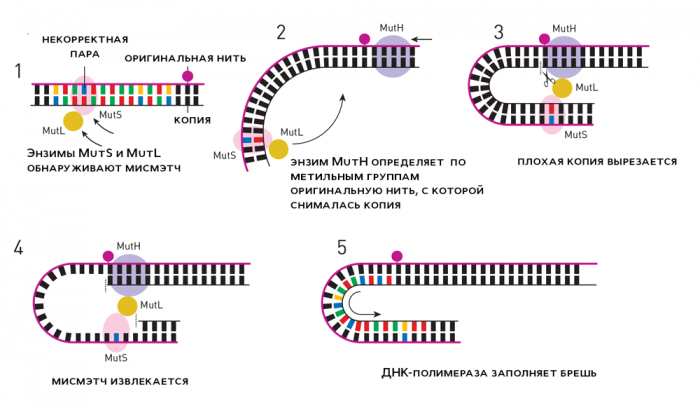Иллюстрация: nobelprize.org