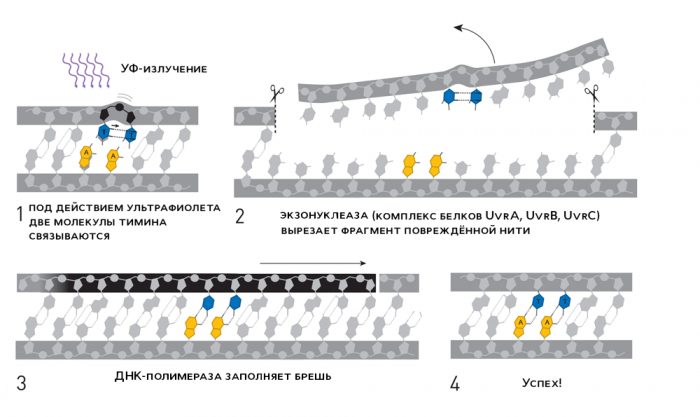 Иллюстрация: nobelprize.org